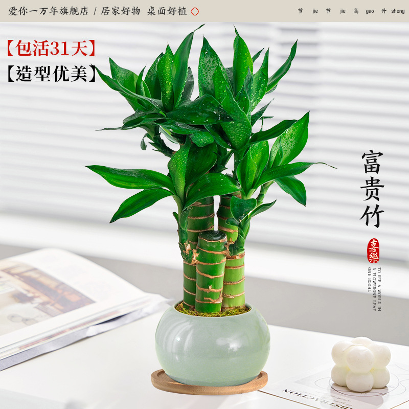 행운죽 3개 + 백옥 세라믹 화분 + 대나무 트레이 (포장석 + 영양액 포함)