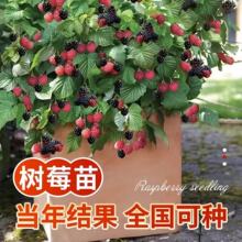 �p����ݮ�����Ә����S�ڼt��ݮ���ϱ������Ե��Թ������ݮ��