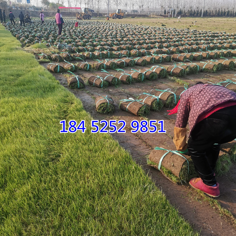 草坪带土草皮苗 四季青草坪百慕大黑麦草果岭草早熟禾马尼拉草坪