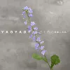Rapeseed blue purple