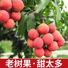 海南桂花香新鲜荔枝应季水果现摘现发空运一件代发