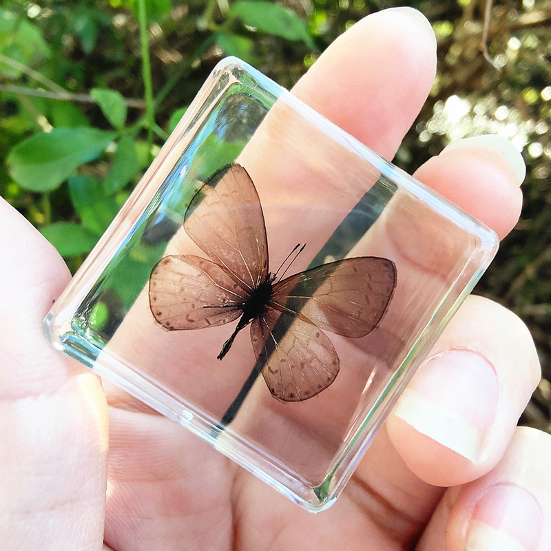 검은색 작은 회색 나비 80%