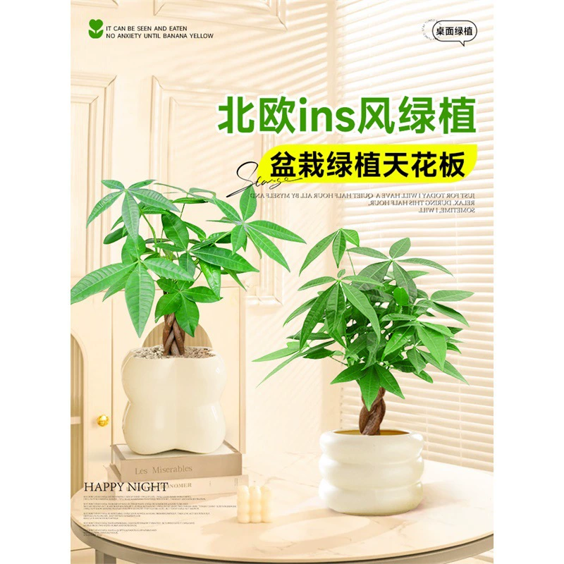 Денежное дерево, офисное настольное зеленое растение, поглощает формальдегид, очищает воздух и легко кормит круглый год, вечнозеленые ленивые горшечные растения, украшения