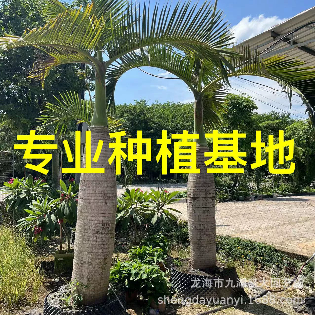 Кокосовая пальма Хайнань, южная винная бутылка, кокосовая цена, винная бутылка, кокос, подходит для выращивания в помещении в теплице