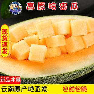 Yunnan Cantaloupe Milk Fresh и Sweet Fresh Fruit теперь выбирает сетку дыня хрустящая дыня дыня, чтобы отправить оптом