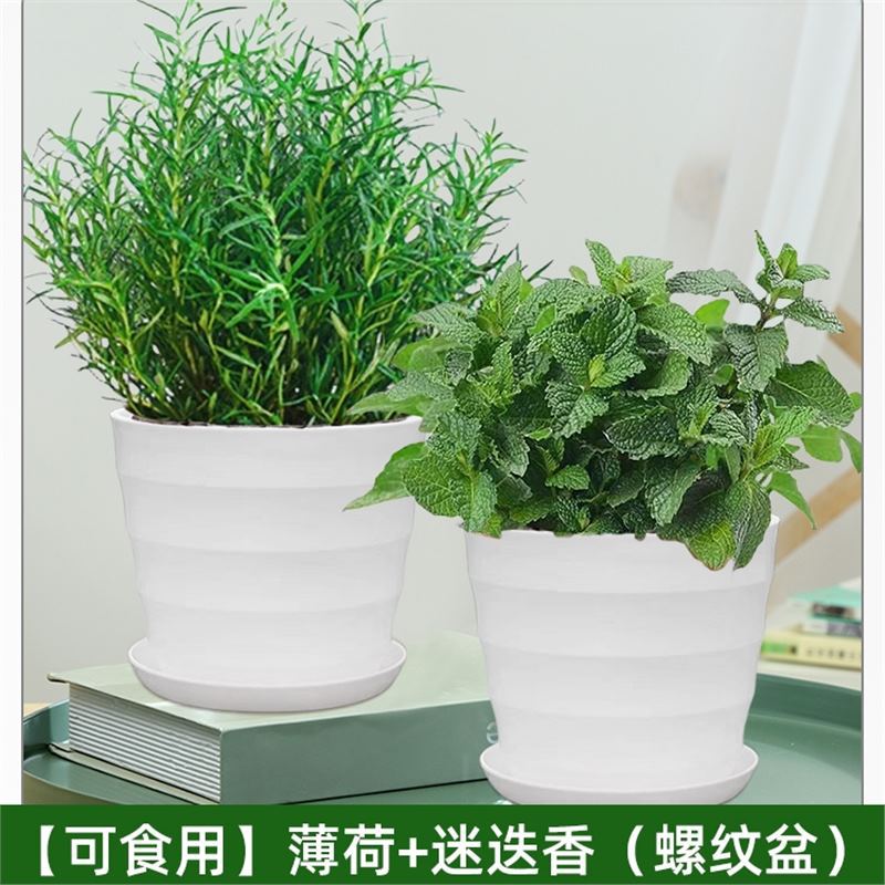 [대형 식용 조합] 민트 + 로즈마리(나사형 냄비) + 영양액