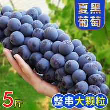 云南夏黑葡萄5斤新鲜应当季无籽葡萄孕妇水果黑加仑整箱冷链包邮