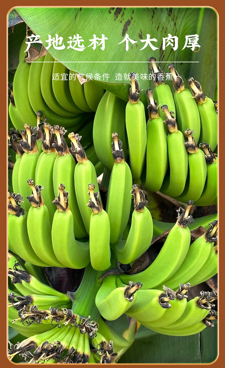 Dried Banana Chips 100g Bag Sweet Banana Slices Office Snack for Movie Nights and Everyday Snacking specifications