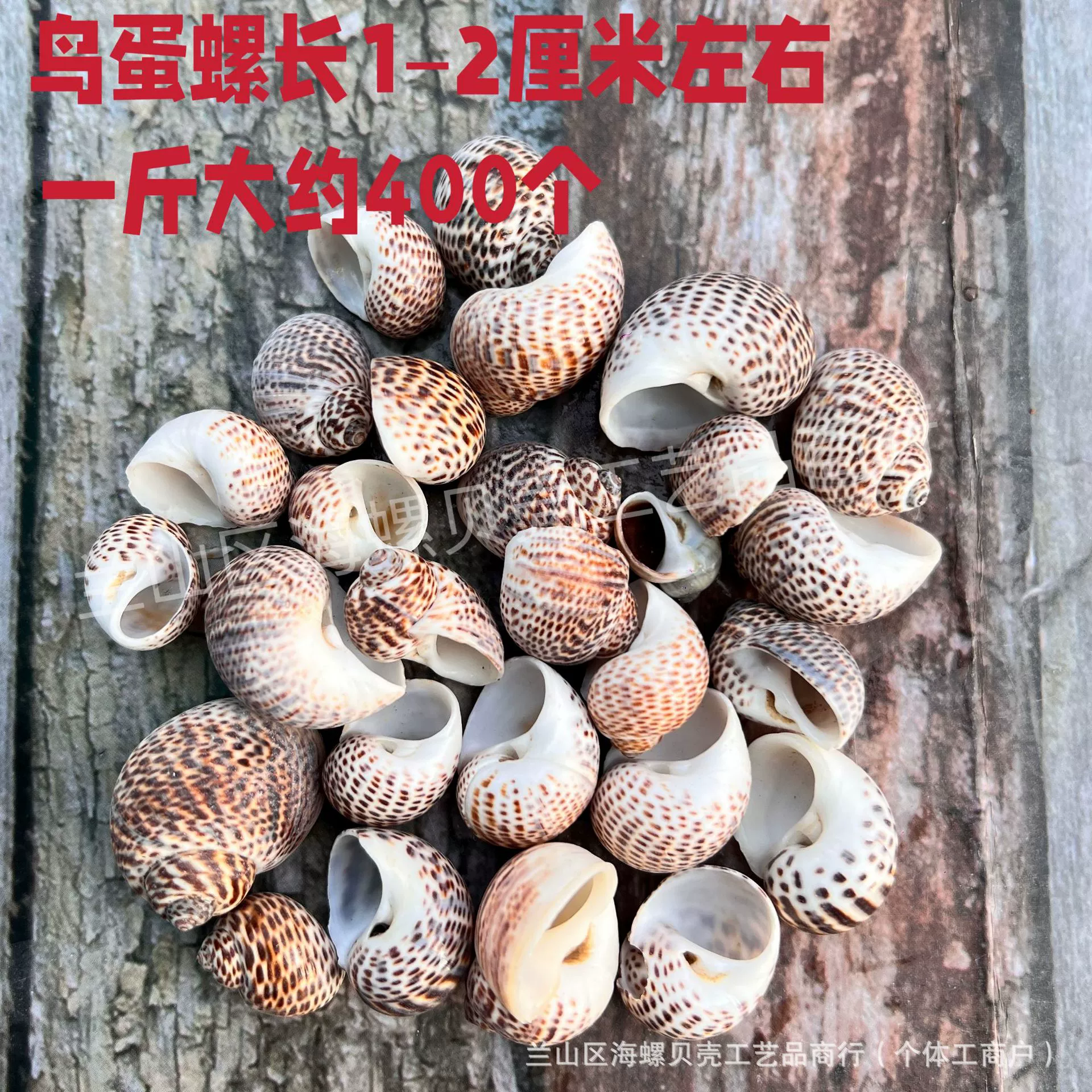 Shell Natural Shell Conch Stars Drifting Bottle Shell Crafts Wholesale Diy Handmade Shell Materials