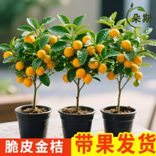 ��ۘ����Ԏ�����Ƥ������ļ����X�٘������ǽ�ۘ�������ֱ�N