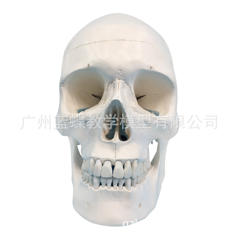 Simulación de enseñanza 1:1 cráneo grande natural espécimen cabeza anatomía simulación cráneo modelo de cráneo estándar
