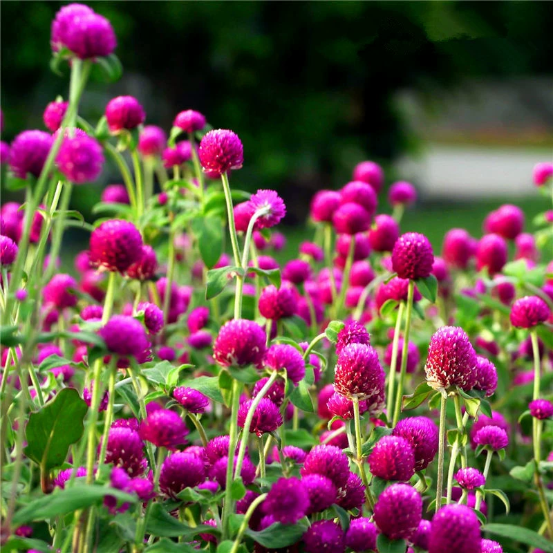 Тысяча-день красный цветок семена горшок сто-день красный цветок четыре сезона весна цветок семена легко расти весной тысяча-день фиолетовый тысяча-день красные семена