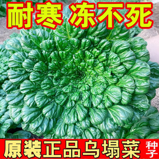 Authentic Wutaicai Seeds, Special Cold-Resistant Overwintering Vegetable Seeds, Small Eight-Leaf Yellow-Hearted Cabbage Seeds, Autumn and Winter Chrysanthemum Vegetables