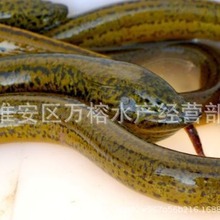 ��ˮ�Bֳ�S�X �L�~�� �X�~����w�Bֳ���l