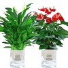 White Palm African Sailing Basin Plant Hydroponic Flower Green Plant Popular Popular Laboratory Office Office Purifying Air Follow Green Plant