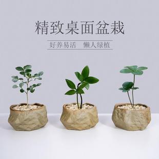Mexican Ironwood Indoor Small Potted Bamboo Cypress Office Desktop Green Plant Mini Bonsai Evergreen All Year Round