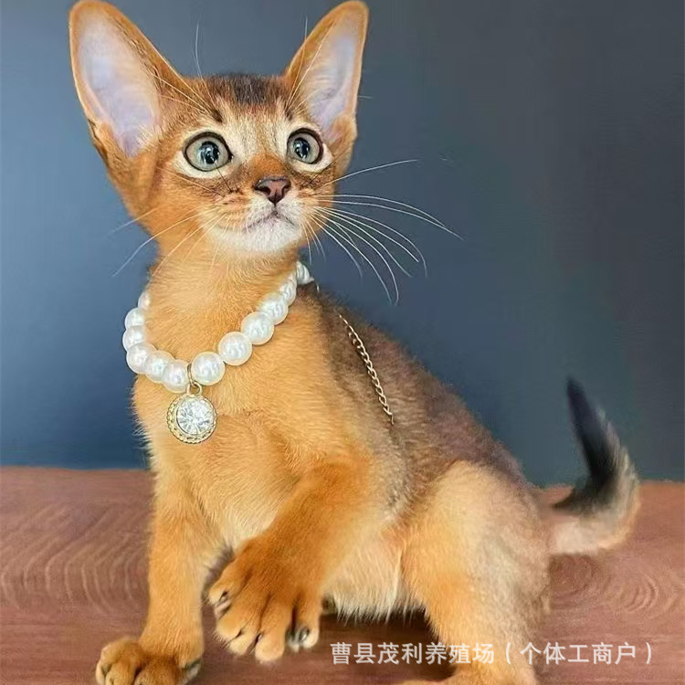 Fawn-Colored Abby Cat Live Red Abby Kitten Owner Straight-Haired Purebred Original Sinibian Cat Cub Live Animal