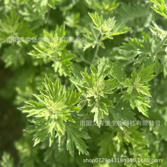 艾施福整支陳干艾草艾葉整枝帶葉艾草端午掛門廠家批發