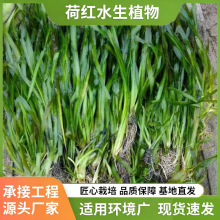 �̿�ݰ�����ݰ������G�S��ݳнӸ��Nˮ��ֲ���ˮ�G���ޏ͹���