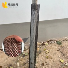 黑色塑料网格片防护围栏网防止动物啃咬树木防护网小孔塑料网厂家