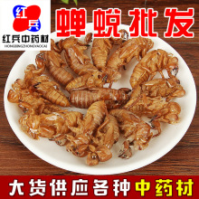 蝉蜕批发中药材蝉蜕 知了壳 昆虫蝉蜕 水洗蝉衣供应量大从优蝉蜕
