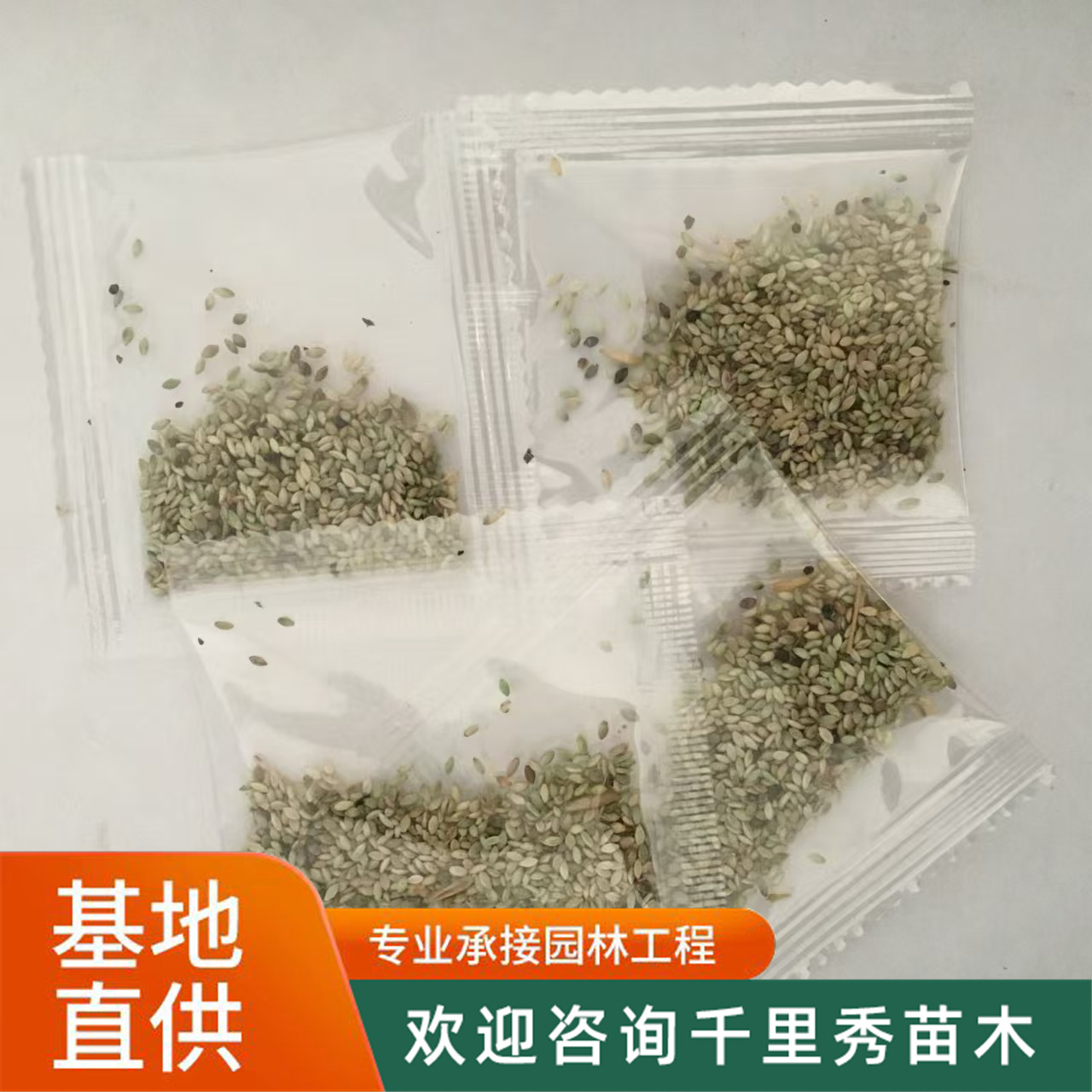 狗尾巴草