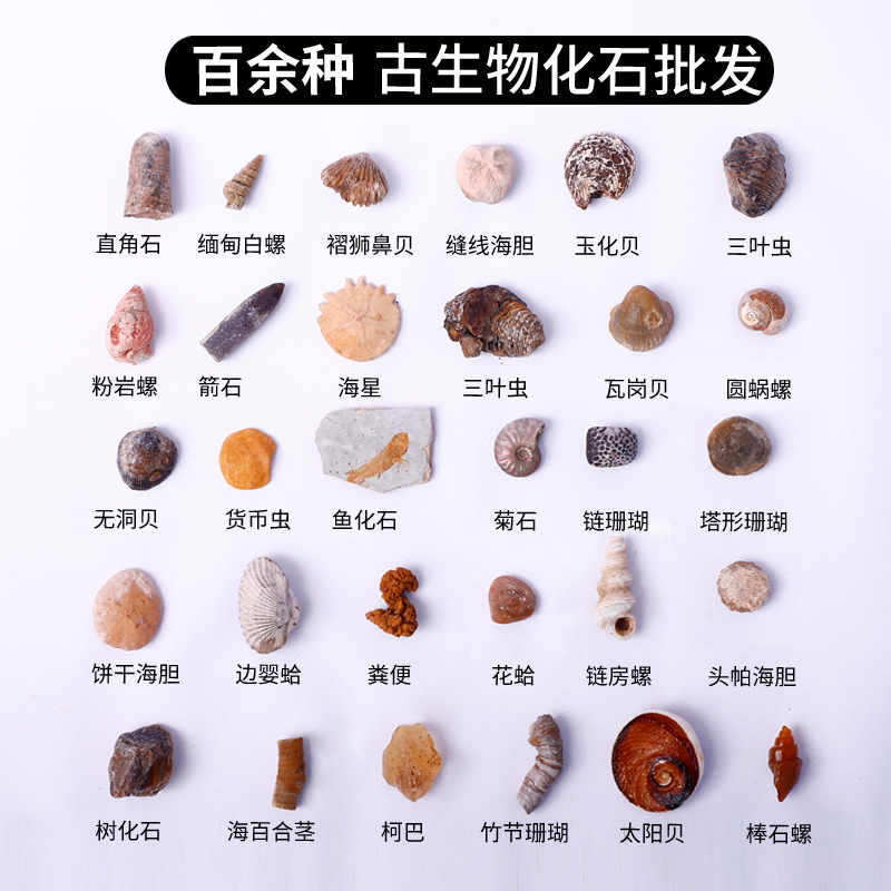 Fossil Specimen Paleontological Fossil Tooth Brachiopod Acanthopanel Stone Wolffin Fish Plant Fossil Original Stone Teaching Specimen