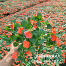 紅色草花 紅色草花批發 促銷價格 產地貨源 阿里巴巴