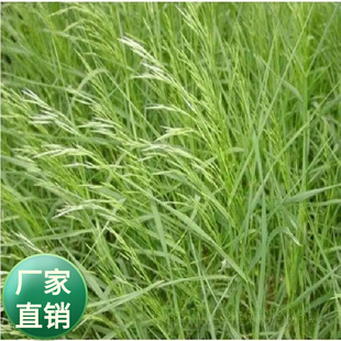 �oâȸ���N�����|���|é������é�t�����|�ݷN���Bţ���ֲ��N��