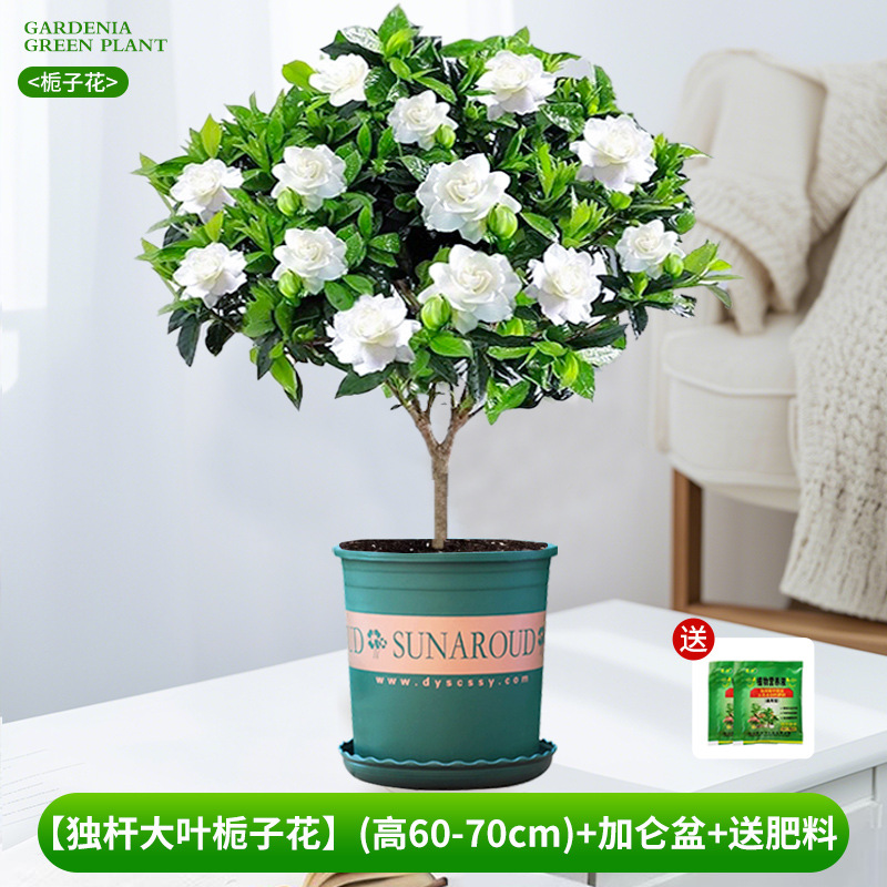 [Gardênia requintada de folhas grandes e haste única] (altura 60-70 cm) + vaso de galão + fertilizante grátis