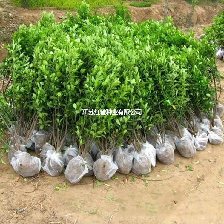 Холли загородки Холли французского эпополя листьев Холли спецификации Холли большой полный шарик Холли