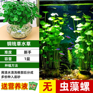 High-Quality Large-Leaf Hydroponic Plants and Fish Co-Culture Money Grass Fish Tank Special Landscaping Water Plants to Purify Water Quality