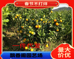 新会茶枝柑苗大红柑果苗陈皮柑树苗柠檬酸桔头嫁接苗包邮