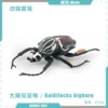 T15712 Big horned beetle 32g