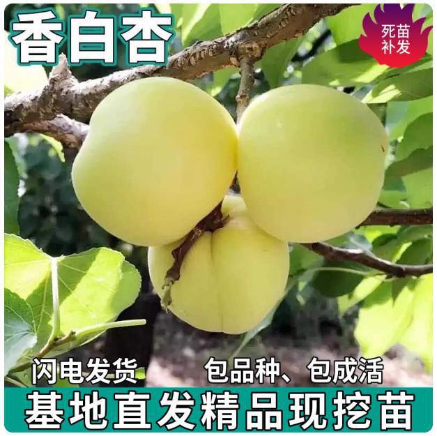 香白杏树苗南北方庭院地栽种植特大果盆栽嫁接甜杏子苗树当年结果
