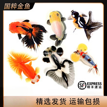 包活金鱼活鱼观赏鱼小型淡水好养冷水鱼鱼苗新手小金鱼兰寿锦跃宠