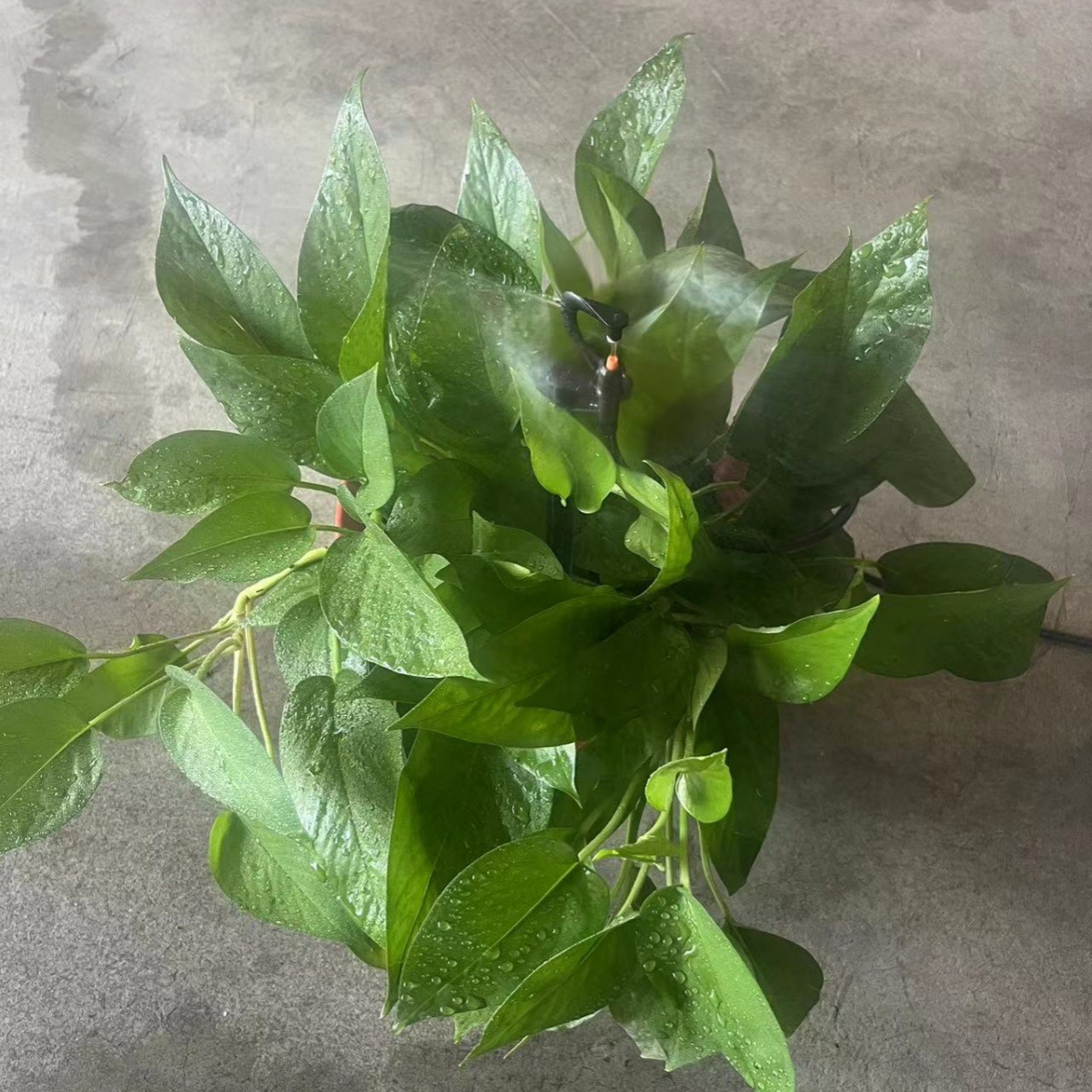 7.5mm clip G-type aluminio atomización refractiva micro pulverización invernadero de semillas de cultivo de hongos micro pulverización granja de enfriamiento humidificación