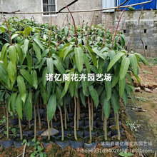 �V��â�������͹����F���ļ�â�����޽ӎ��������̨�Ϸ��Nֲ