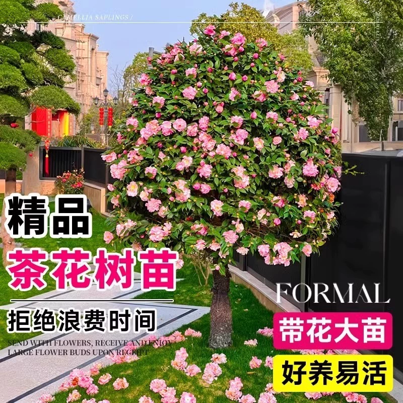Саженцы камелии цветут в любое время года, саженцы камелии, зеленые растения с бутонами, легко ухаживаемые зеленые растения в закрытом дворе и цветочные горшки.
