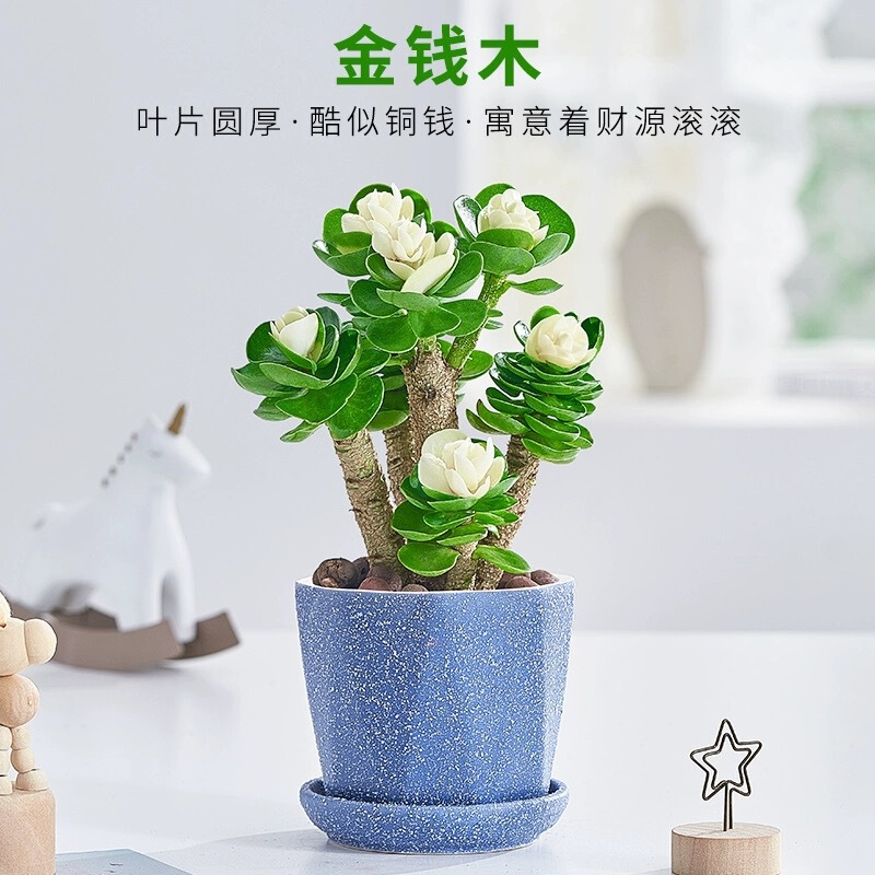 Money Tree Potted Old Stump Succulent Indoor Easy-To-Care-For Money Plant Fortune-Attracting Green Plant Office Flower Money Tree Money Tree Potted Old Stump Succulent Indoor Easy-To-Care-For Money Plant Fortune-Attracting Green Plant Office Flower Money Tree