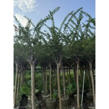 ���������ֱ�NС�~��ޱ���������@�־G�����^�会�~��ޱ������