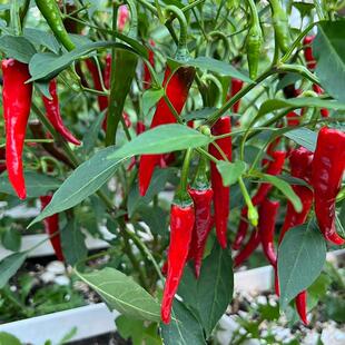 Pepper Seedlings, Pepper Seeds, Seedlings, Thin-Skinned Pepper, Balcony, All Year Round, Spring Vegetables, Vegetable Garden, Pepper Seeds
