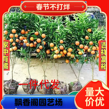 һ�����lɳ�ǽ������Ә����ĕ�����ɰ�ǽ��������޽ӟo�џo�˻�