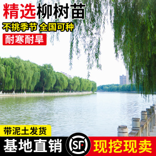 ������紹�������S��������ͥԺ�G�����L�����е���������z����