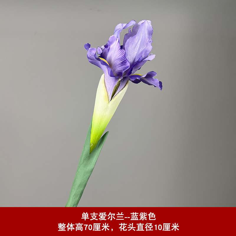 파란색 보라색