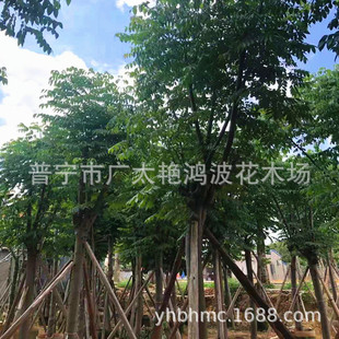 �V�|�Ռ��G������ľ����ֲ����ľ����A��G�����繤��ֲ�����