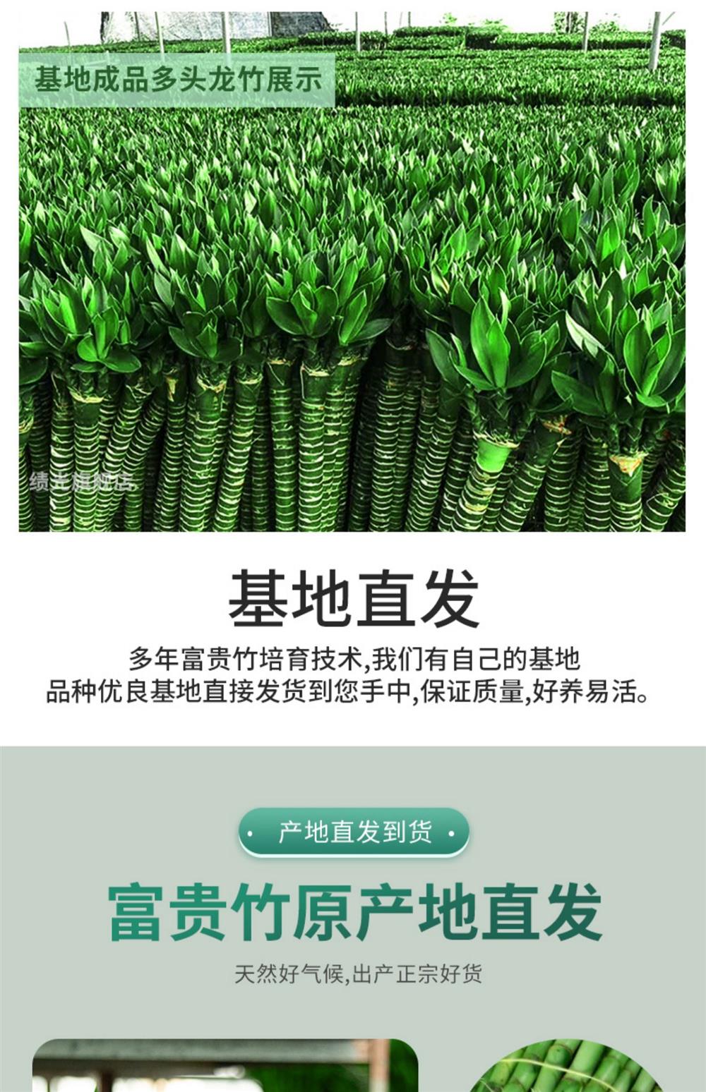 水养富贵竹转运竹弯竹龙竹水竹开运竹子带根室内绿植水培植物花风-阿里巴巴