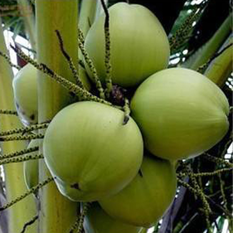 椰子香精，水蜜桃香精，红苹果香精，各种日化用途水果香精