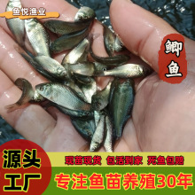 工厂直批鲫鱼鱼苗全品类水苗一站式批发白鲢花鲢桂鱼大量现货淡水