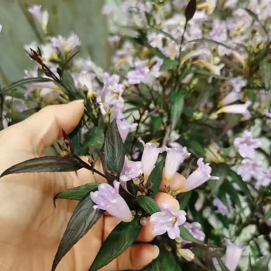 紫叶马蓝2加仑 花境观赏草 开花花卉 地被植物 园林绿化工程苗木